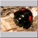 Chilocorus renipustulatus - Schildlaus-Marienkaefer 04.jpg